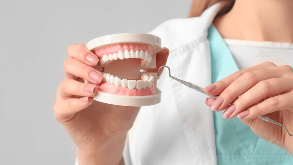 Preventive Services on a model of human teeth